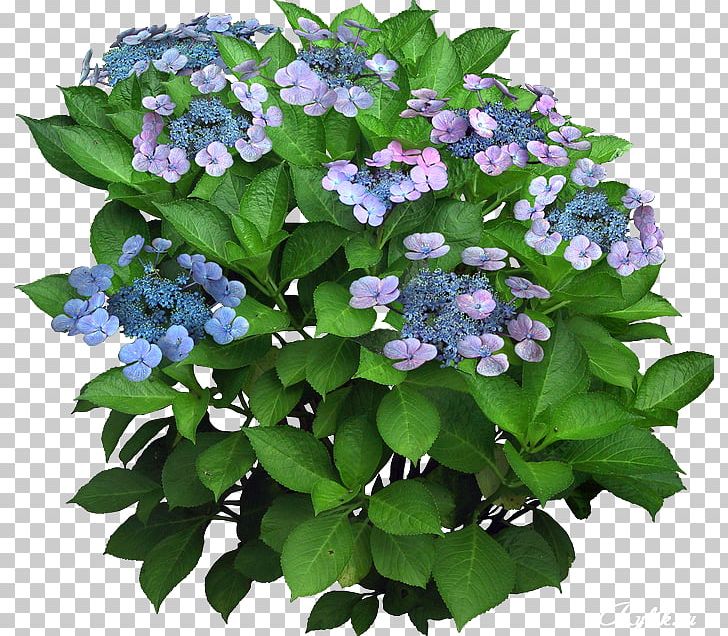Plant Flower Computer Software PNG, Clipart, Annual Plant, Borage Family, Computer Software, Cornales, Download Free PNG Download