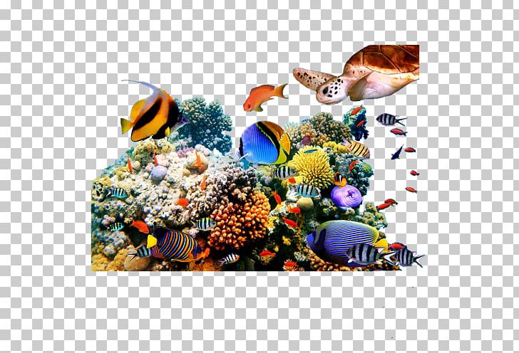 Coral Reef Fish Underwater PNG, Clipart, Animals, Aquarium, Aquariums, Computer Wallpaper, Coral Free PNG Download