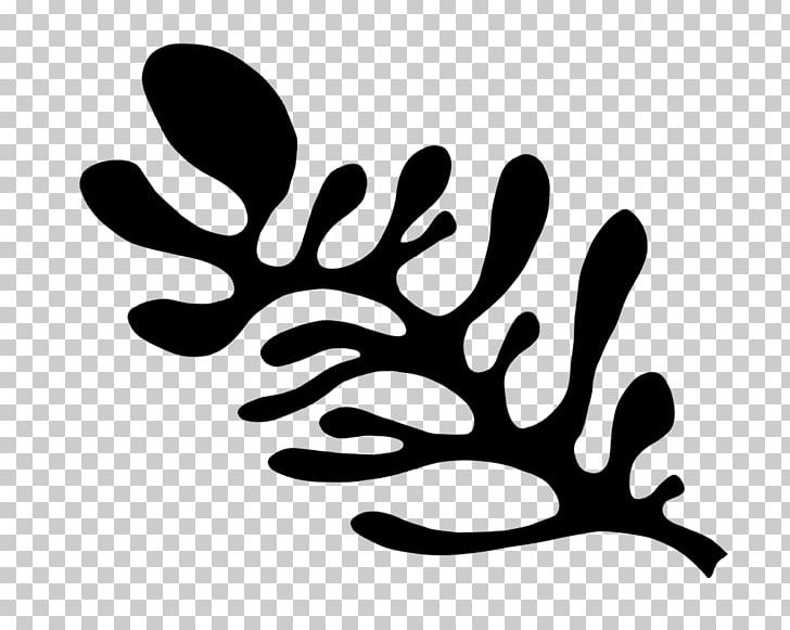 Finger Line Leaf Branching PNG, Clipart, Art, Black And White, Bonsai For Beginners, Branch, Branching Free PNG Download