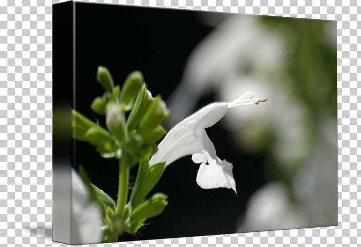 Plant Herb Flower PNG, Clipart, Flora, Flower, Food Drinks, Herb, Plant Free PNG Download