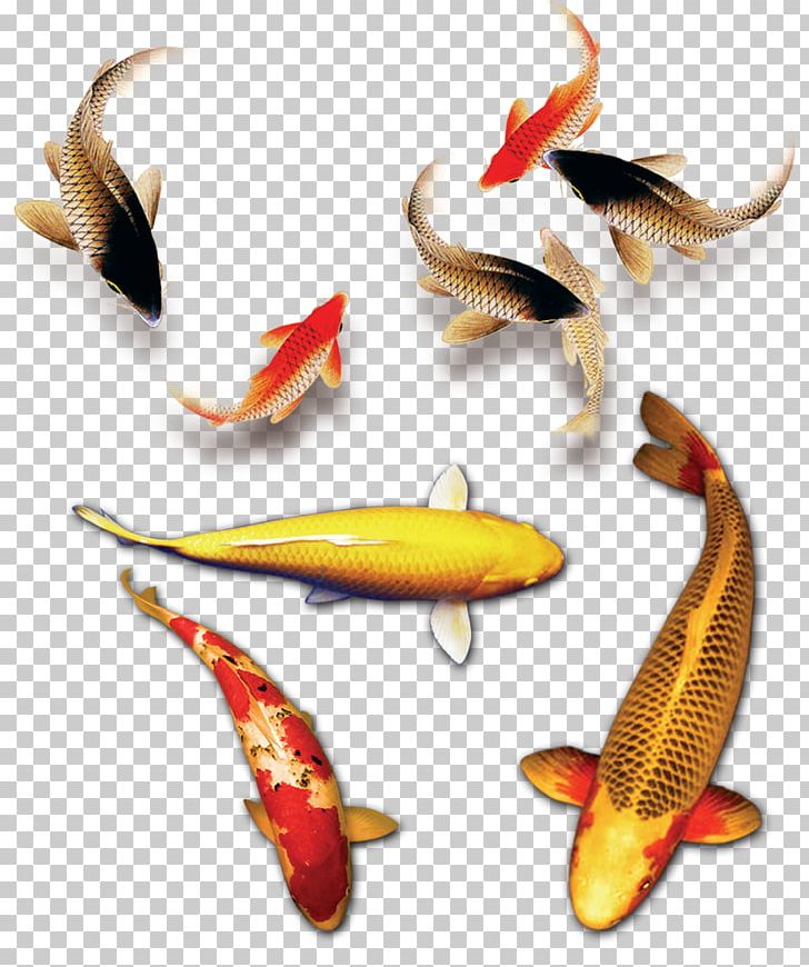 Koi Budaya Tionghoa PNG, Clipart, Adobe Illustrator, Aquarium Fish, Big, Big Picture Download, Budaya Tionghoa Free PNG Download