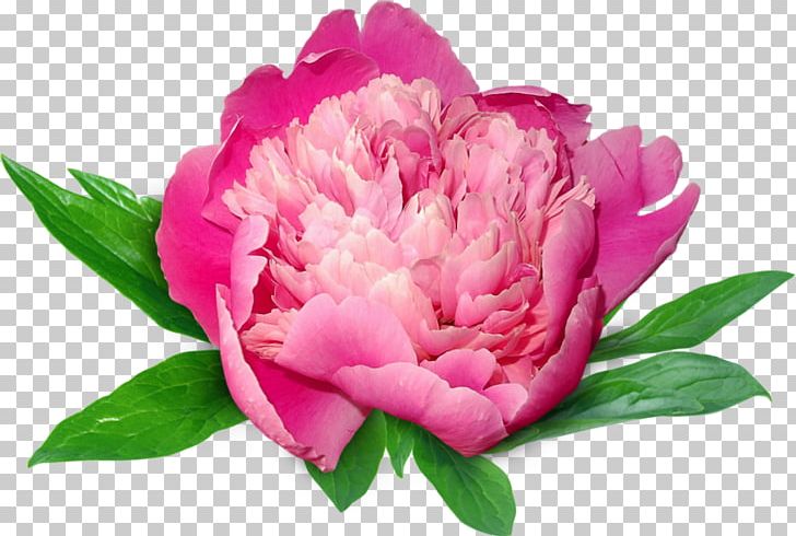 Peony Bouquet Of Flowers PNG, Clipart, Blog, Bouquet, Bouquet Of Flowers, Clip Art, Cut Flowers Free PNG Download