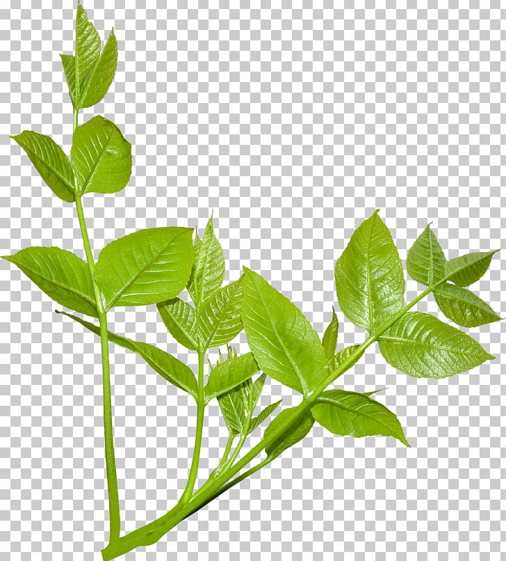 Plant Leaves Leaf Branch PNG, Clipart, Basil, Branch, Concepteur, Data Compression, Flower Free PNG Download