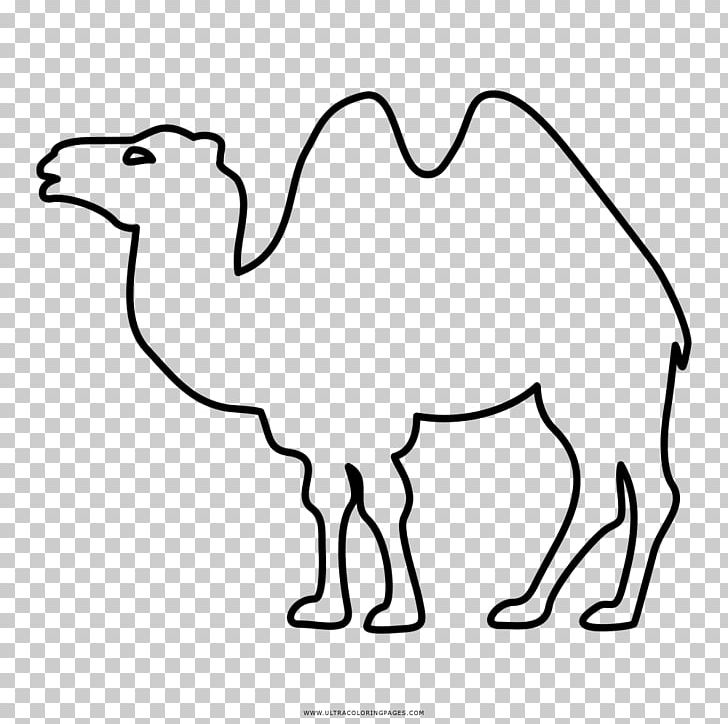 Dromedary Bactrian Camel Coloring Book Drawing PNG, Clipart, Animal, Animal Figure, Arabian Camel, Area, Bactrian Camel Free PNG Download