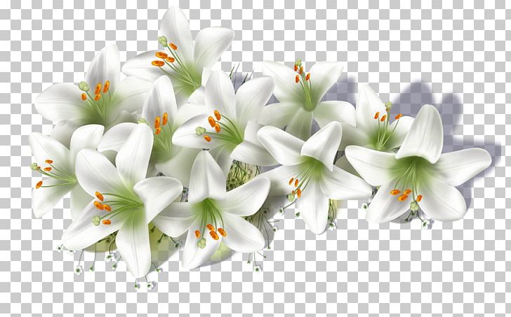 Flower Lilium Candidum PNG, Clipart, Bathroom, Digital Image, Flower, Lilium, Lilium Candidum Free PNG Download