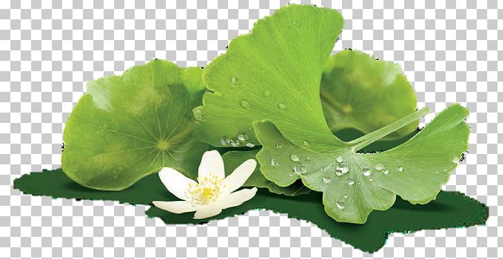Ginkgo Biloba Dietary Supplement Lecithin Extract Spring Greens PNG, Clipart, Annual Plant, Calorie, Centella Asiatica, Dietary Supplement, Extract Free PNG Download
