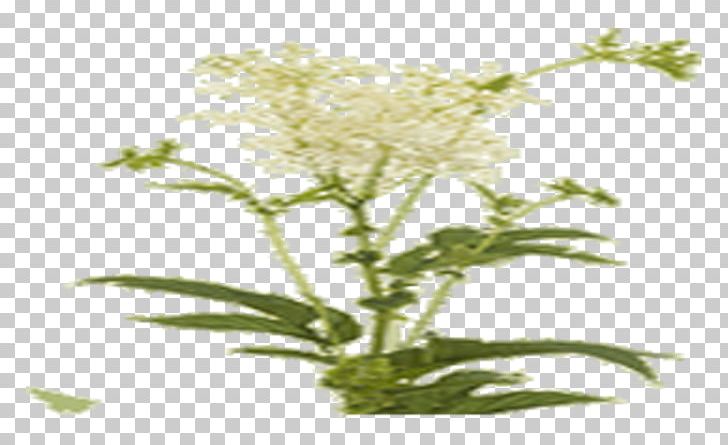 Meadowsweet Paper Installation Art PNG, Clipart, Branch, Filipendula, Flower, Herb, Installation Art Free PNG Download