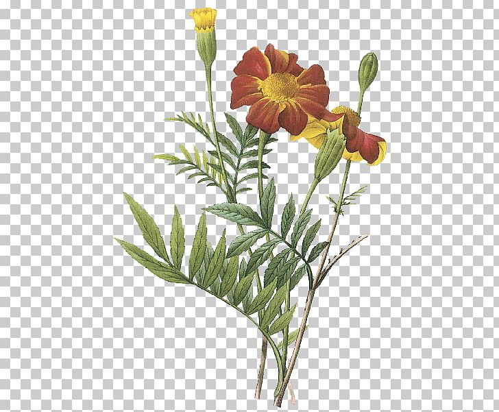 Mexican Marigold Botanical Illustration Flower Marigolds PNG, Clipart, Art, Botanical Illustration, Botany, Cut Flowers, Flo Free PNG Download