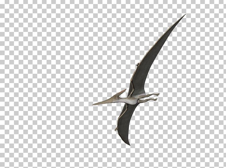 Beak PhotoScape GIMP Fauna PNG, Clipart, Animal, Beak, Bird, Blog, Dinosaur Free PNG Download