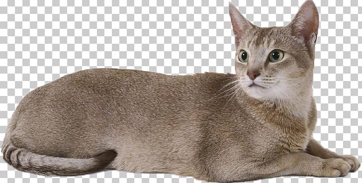 Cattery Kitten PNG, Clipart, Aegean Cat, Asian, Australian Mist, Carnivoran, Cat Like Mammal Free PNG Download