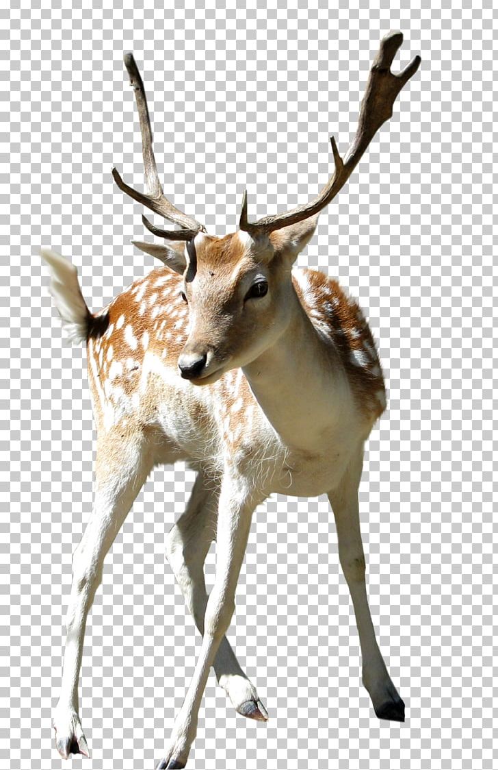 Deer PNG, Clipart, Animals, Antelope, Antler, Buck, Christmas Deer Free PNG Download