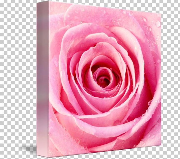 Rose Drop Green Lime Flower PNG, Clipart, Blue, Blue Rose, Closeup, Color, Cut Flowers Free PNG Download