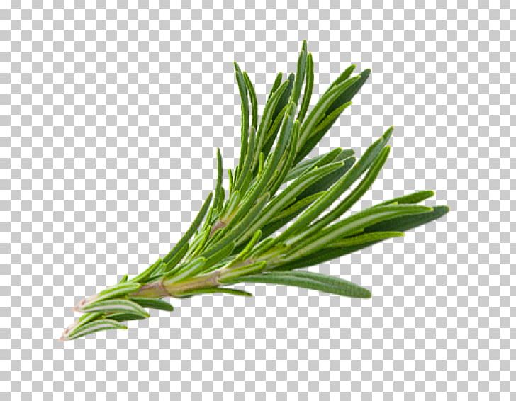 Rosemary Herb Thymes Hair PNG, Clipart, Almond Oil, Food, Grass, Grass Family, Hair Free PNG Download