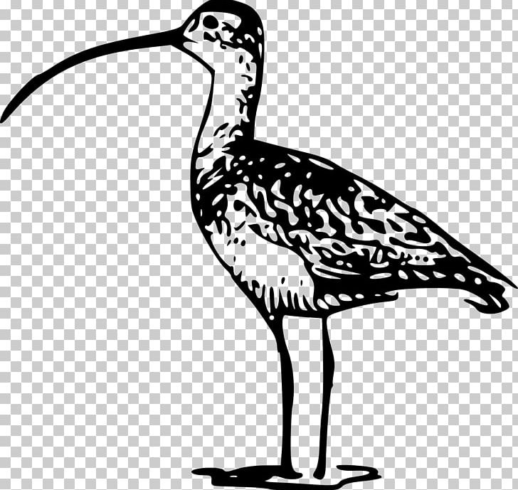 Bird Long-billed Curlew PNG, Clipart, Animals, Artwork, Bird, Black And White, Bristlethighed Curlew Free PNG Download
