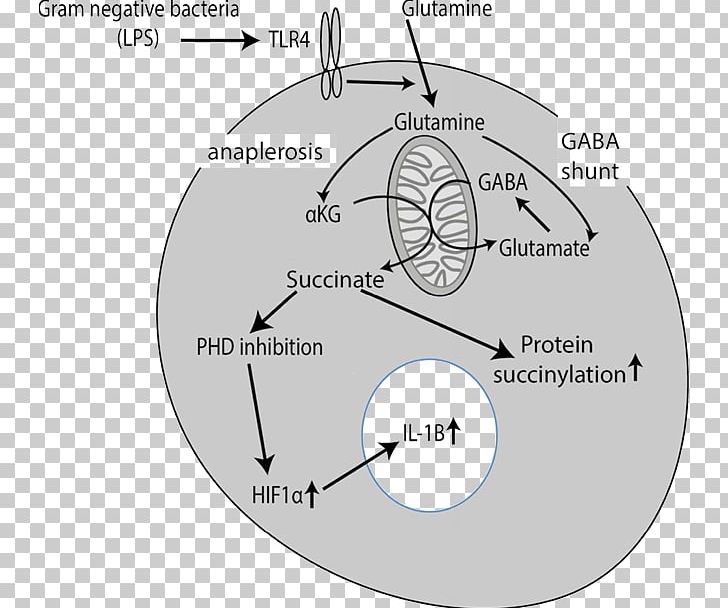 Cell Signaling Immune System Metabolism Immunity TLR4 PNG, Clipart, Angle, Biochemistry, Cell Signaling, Circle, Diagram Free PNG Download
