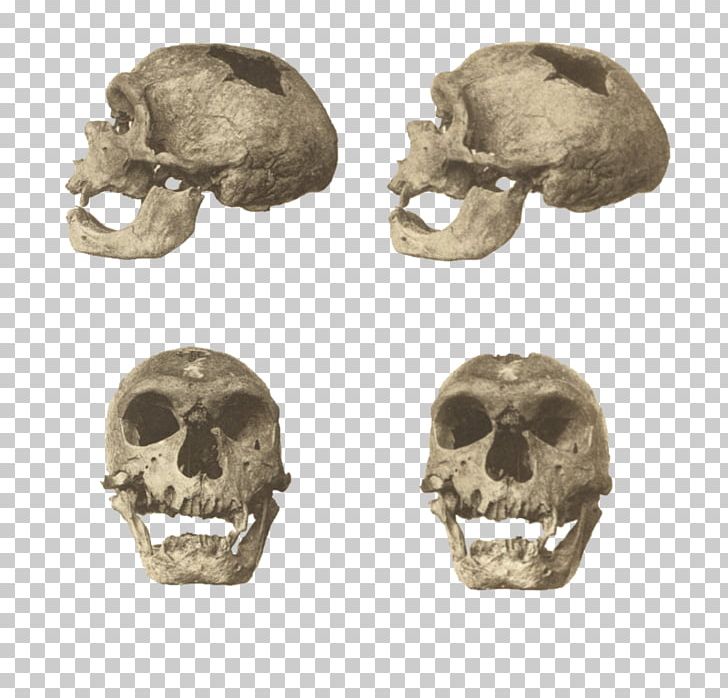 Neanderthal Skhul And Qafzeh Hominins Homo Sapiens La Chapelle-aux-Saints 1 PNG, Clipart, Biological Anthropology, Bone, Caveman, Homo, Homo Sapiens Free PNG Download