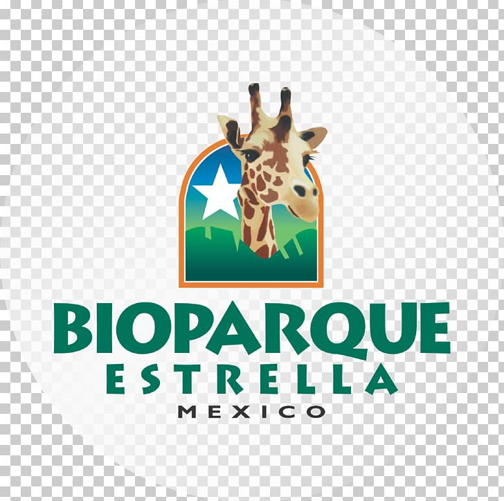 Giraffe Logo Bioparque Estrella Font Brand PNG, Clipart, Animals, Brand, Giraffe, Giraffidae, Logo Free PNG Download
