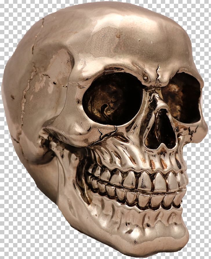 Skull Skeleton Snout Jaw PNG, Clipart, Bone, Fantasy, Head, Jaw, Skeleton Free PNG Download