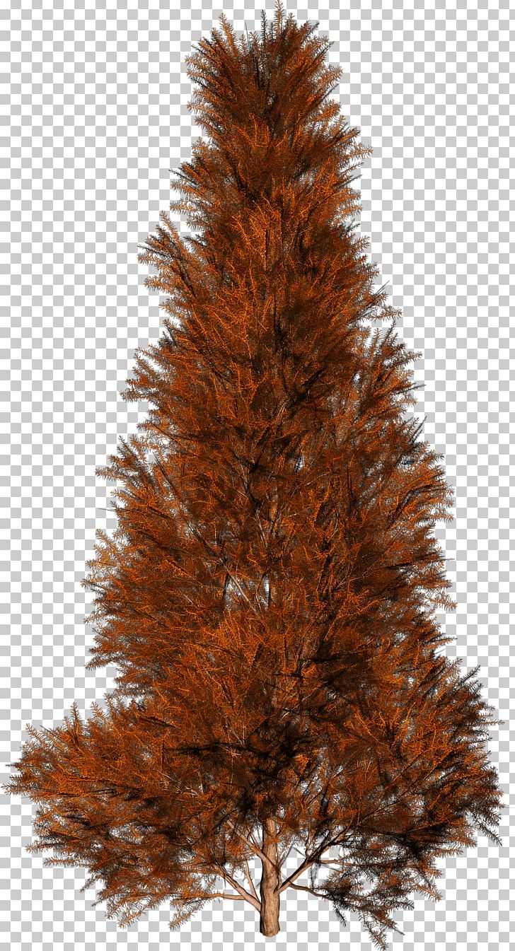 Tree Autumn Spruce PNG, Clipart, Adobe Illustrator, Autumn, Autumn Tree, Christmas Decoration, Christmas Tree Free PNG Download