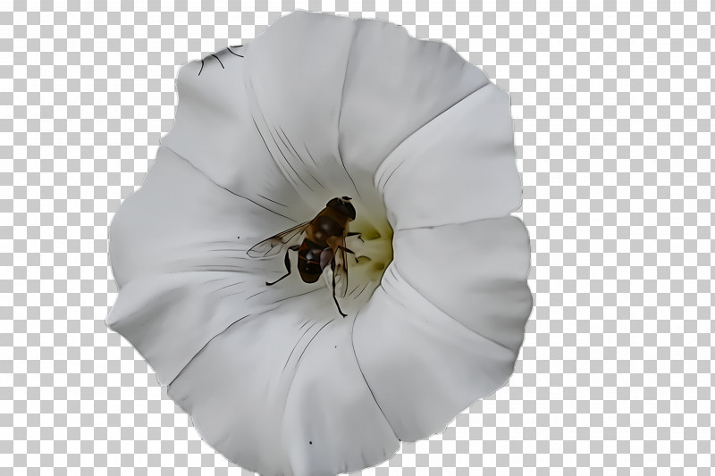 White Petal Datura Flower Insect PNG, Clipart, Bee, Datura, Flower, Insect, Membranewinged Insect Free PNG Download