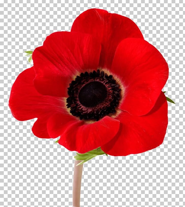 In Flanders Fields Remembrance Poppy Armistice Day Lest We Forget PNG, Clipart, Anemone, Anzac Day, App, Armistice Day, Common Poppy Free PNG Download