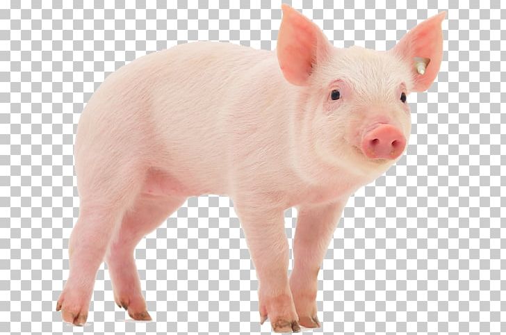 Miniature Pig Dog Pet PNG, Clipart, Clip Art, Dog, Miniature Pig, Pet Free PNG Download