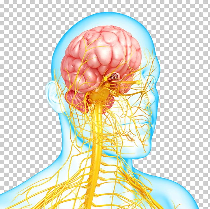 Nervous System Disease Mental Disorder Autonomic Nervous System PNG, Clipart, Disease, Enteric Nervous System, Head, Human Body, Human Brain Free PNG Download