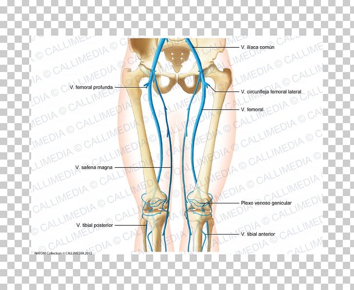 Thigh Thumb Vein Blood Vessel Hip PNG, Clipart, Abdomen, Angle, Anterior Compartment Of Thigh, Arm, Circulatory System Free PNG Download