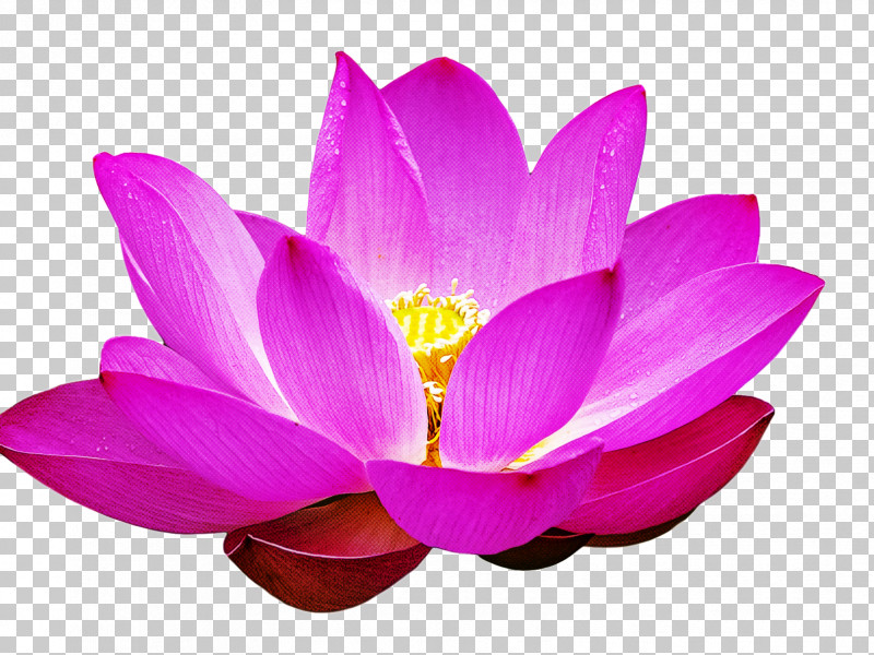 Lotus Flower Summer Flower PNG, Clipart, Cartoon, Flower, Lily, Lotus Flower, Nelumbonaceae Free PNG Download