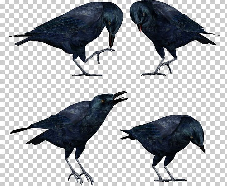 American Crow Rook New Caledonian Crow Bird PNG, Clipart, American Crow, Animals, Beak, Bird, Birdwatching Free PNG Download