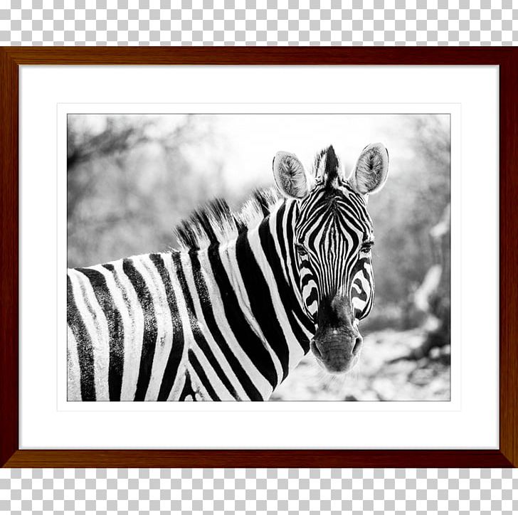 Quagga National Zoological Park Grévy's Zebra Wildebeest PNG, Clipart,  Free PNG Download
