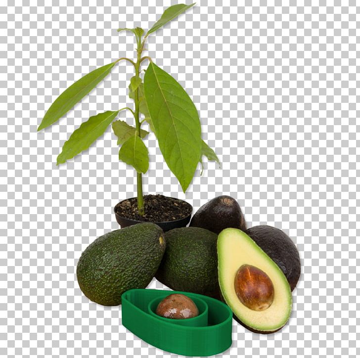 Avocado Guacamole Germination Sowing Seed PNG, Clipart, Avocado, Bone, Completo, Cultivar, Food Free PNG Download