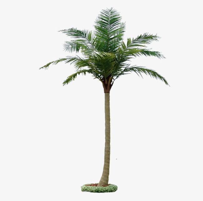 Coconut Tree PNG, Clipart, Coconut, Coconut Clipart, Coconut Clipart, Coconut Tree, Mikiko Free PNG Download