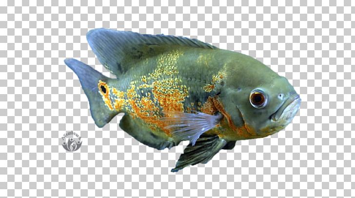 Goldfish Oscar Aquariums Tropical Fish PNG, Clipart, Animal, Animals, Aquarium, Aquariums, Bony Fish Free PNG Download