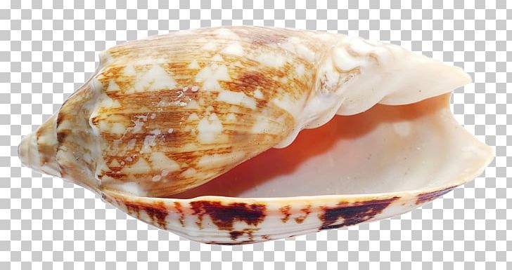 Seashell PNG, Clipart, Animals, Download, Encapsulated Postscript, Free, Layers Free PNG Download