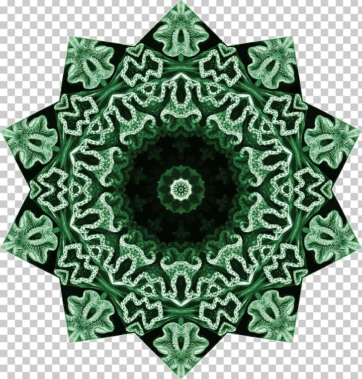 Hexacorallia Symmetry PNG, Clipart, Art, Chromatic, Computer Icons, Coral, Drawing Free PNG Download