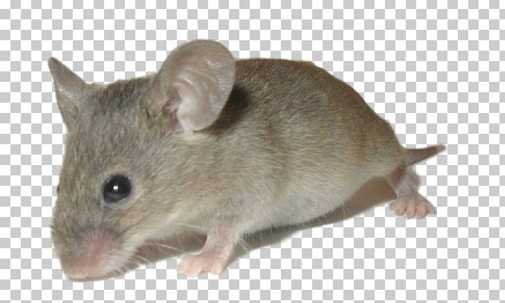 Rat House Mouse Rodent Trapping Animal PNG, Clipart, Animal, Chinchilla,  Dormouse, Fauna, Gerbil Free PNG Download