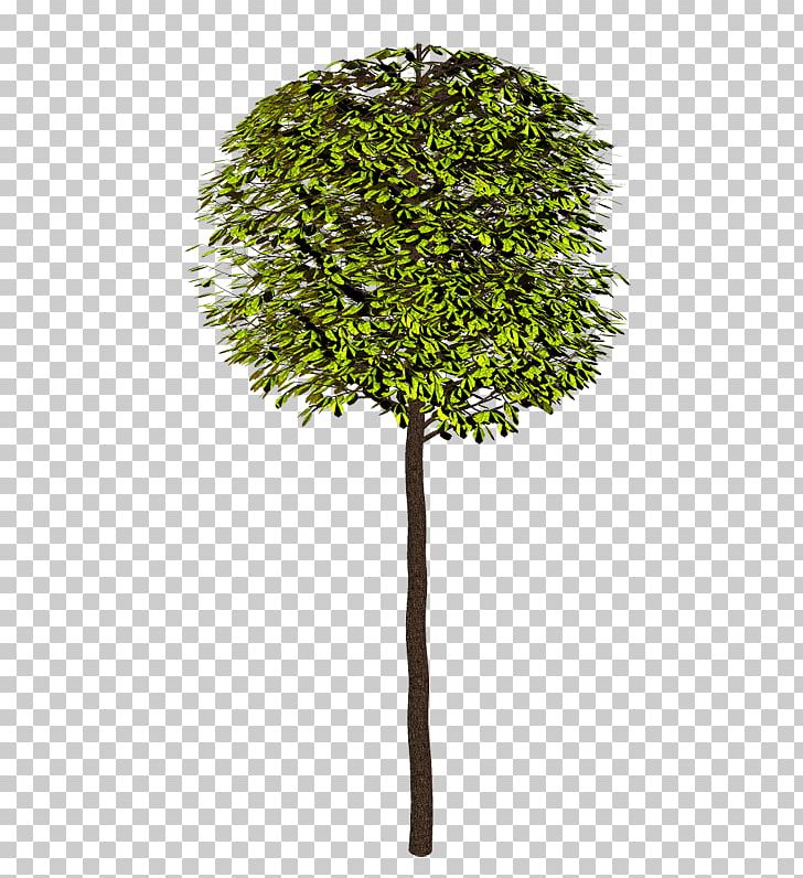 Shrub Tree Branch PNG, Clipart, Blog, Branch, Depositfiles, Download, Evergreen Free PNG Download