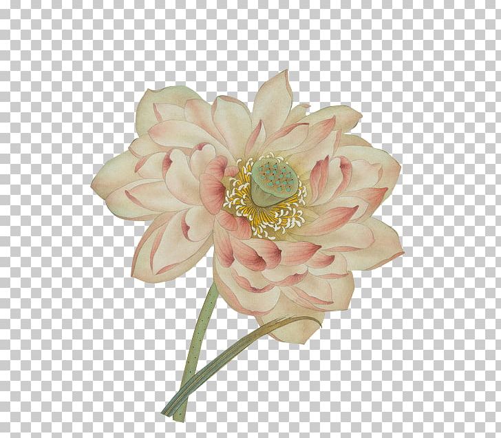 Centifolia Roses Nelumbo Nucifera Watercolor Painting PNG, Clipart, Antiquity, Artificial Flower, Chinese, Color, Flower Free PNG Download