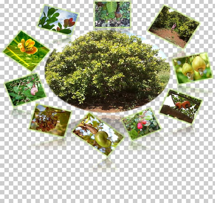 Herbalism Leaf Vegetable Laver Flowerpot PNG, Clipart, Flowerpot, Food Drinks, Grass, Herb, Herbalism Free PNG Download
