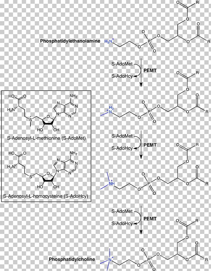 Phosphatidylethanolamine N-methyltransferase Phosphatidylcholine PNG, Clipart, Angle, Area, Diagram, Draw, Enzyme Free PNG Download