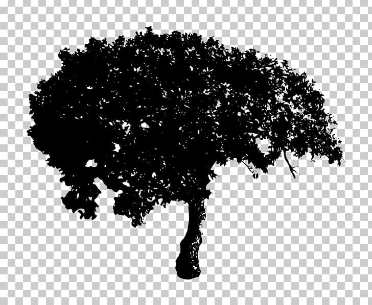 Tree Desktop PNG, Clipart, Black And White, Branch, Desktop Wallpaper, Download, Monochrome Photography Free PNG Download