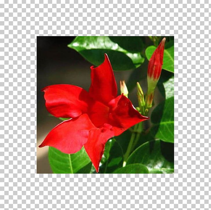 Brazilian Jasmine Red Plant Stem Flowering Plant PNG, Clipart, Color, Economic Development, Flora, Floraison, Flower Free PNG Download