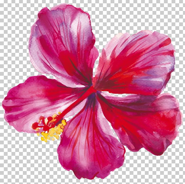 Hibiscus Drawing Flower PNG, Clipart, Annual Plant, China Rose, Flower, Fucshia, Magenta Free PNG Download