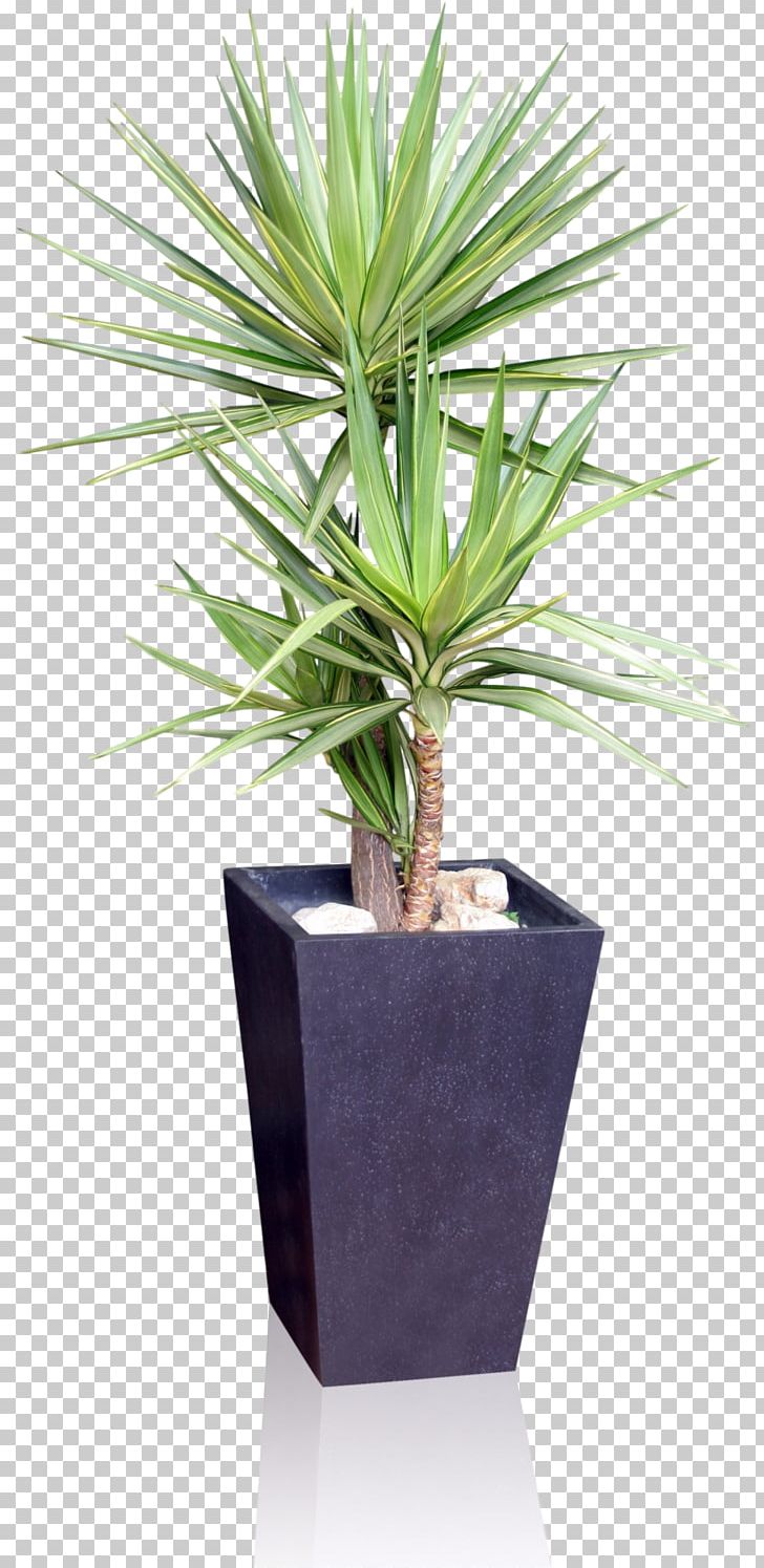 Houseplant Flowerpot Yucca Gloriosa Spineless Yucca PNG, Clipart, Agave, Arecales, Dracaena, Evergreen, Flowerpot Free PNG Download