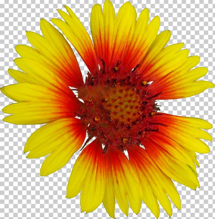 Common Sunflower Photography Getty S PNG, Clipart, Annual Plant, Aster, Blanket Flowers, Common Sunflower, Coneflower Free PNG Download