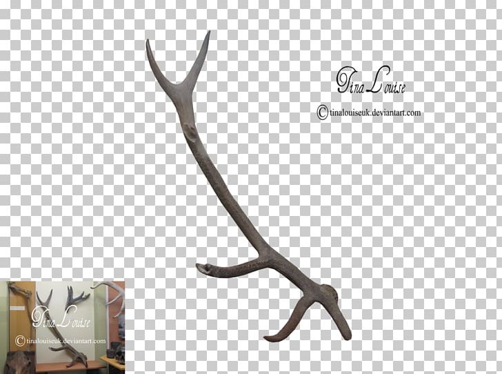 Deer Antler Horn PNG, Clipart, Animals, Antler, Art, Blog, Deer Free PNG Download