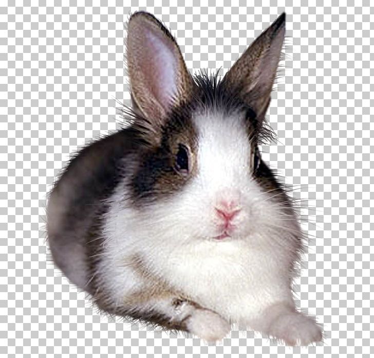 European Rabbit Domestic Rabbit Hare Rabbits / Conejos PNG, Clipart, Animal, Animals, Black And White, Computer Icons, Domestic Rabbit Free PNG Download