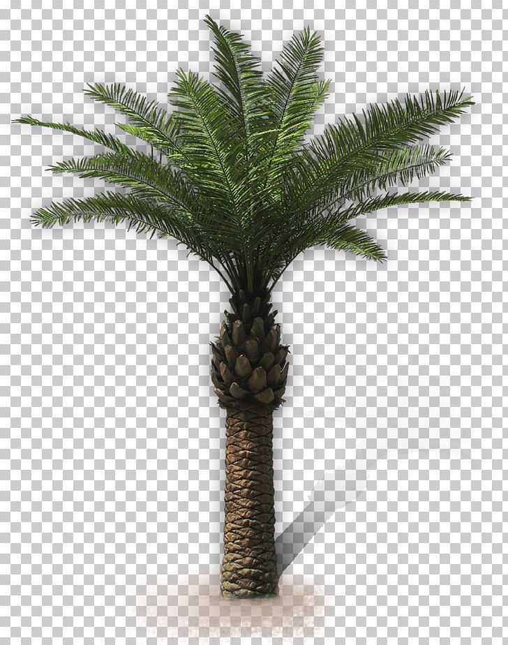 Arecaceae San Vito Lo Capo Attalea Speciosa Villa Oil Palms PNG, Clipart, Arecaceae, Arecales, Asian Palmyra Palm, Attalea, Attalea Speciosa Free PNG Download