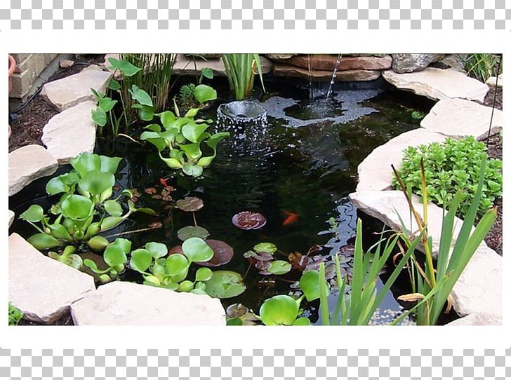 Body Of Water Pond Landscaping Garden Water Feature PNG, Clipart, Aquatic Ecosystem, Aquatic Plant, Aquatic Plants, Body Of Water, Fish Pond Free PNG Download